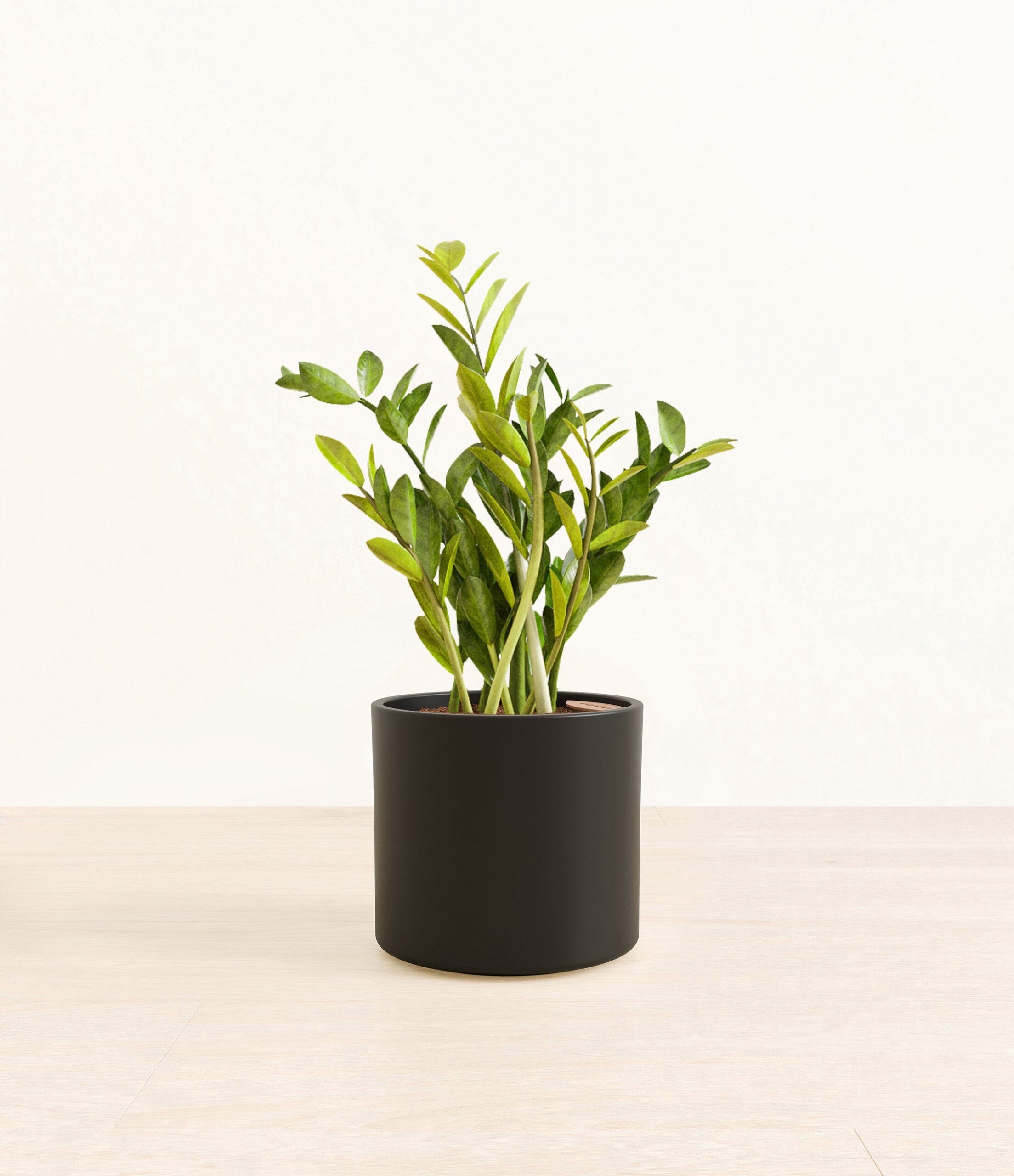 ZZPlantEra_black_without_stand.jpg