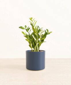 ZZ Plant - Medium Era