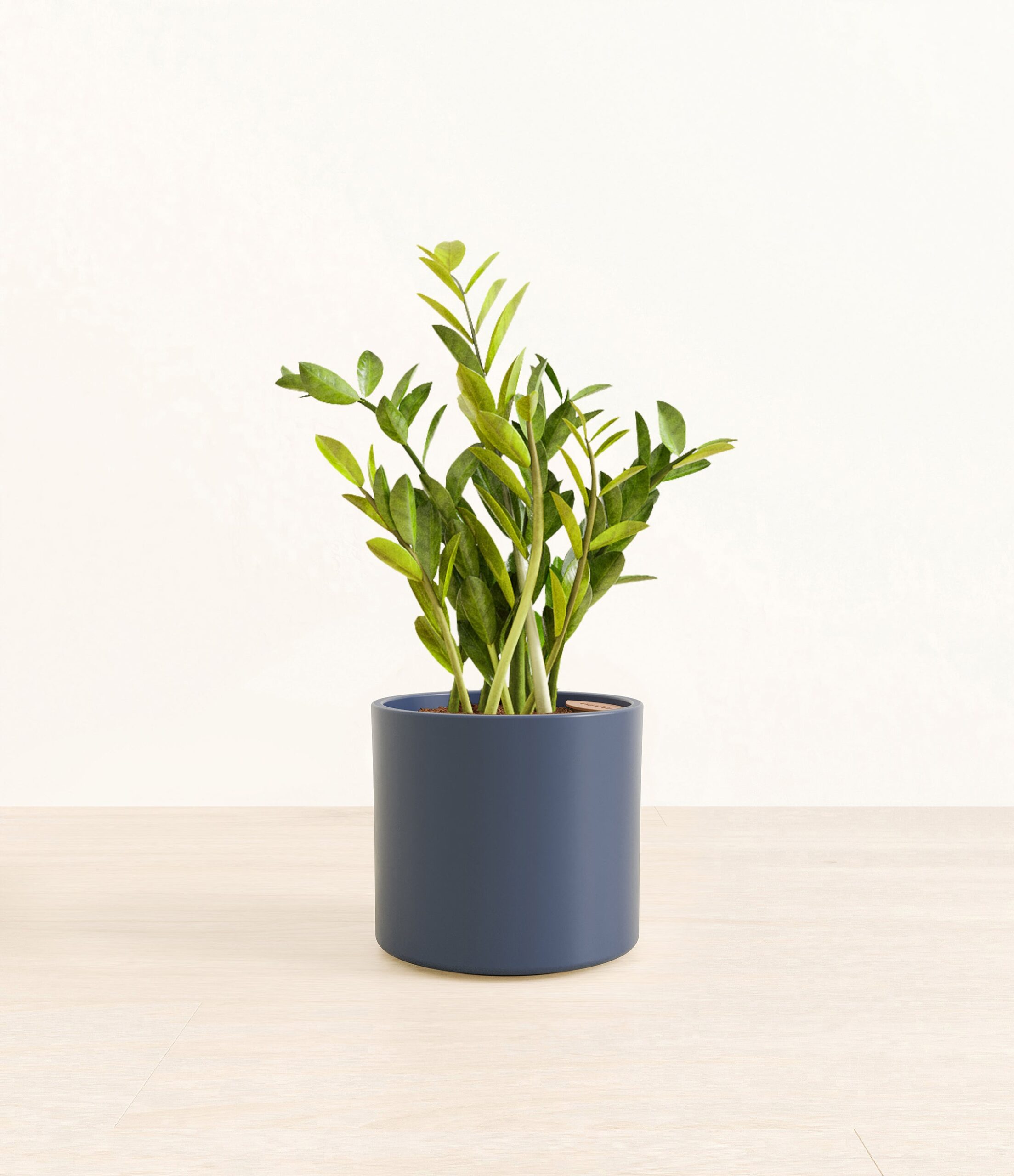 ZZPlantEra_blue_without_stand.jpg