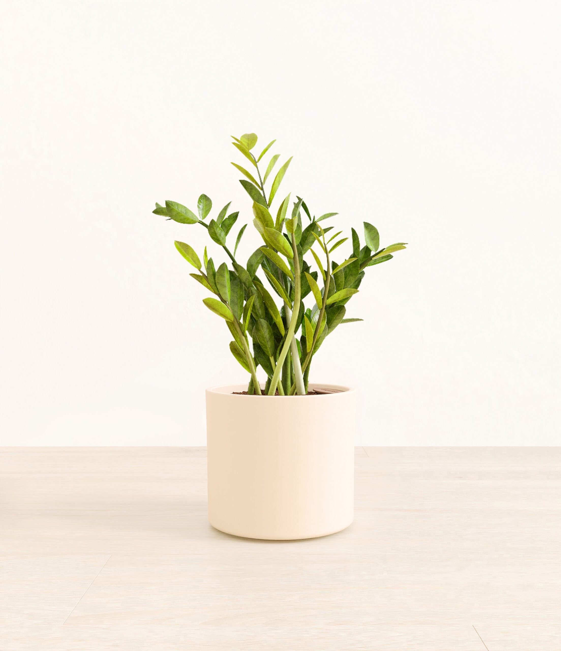 ZZPlantEra_cream_without_stand.jpg