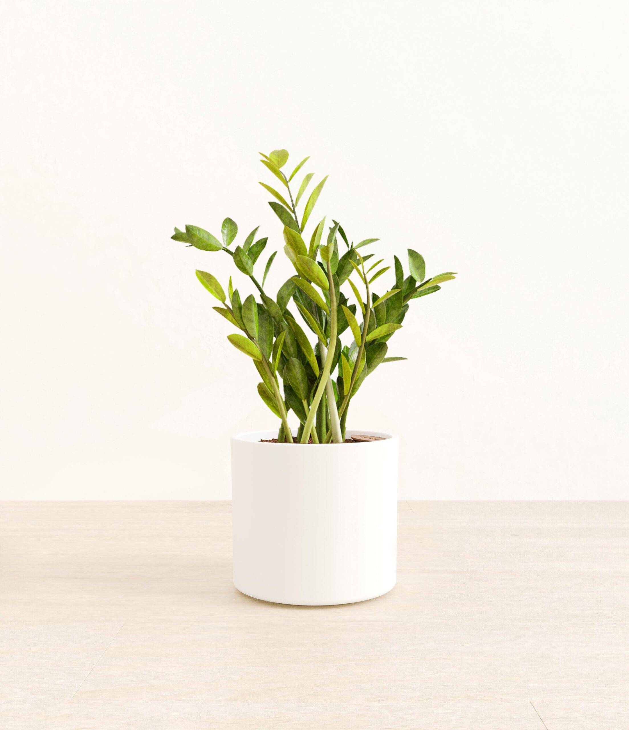 ZZPlantEra_white_without_stand.jpg