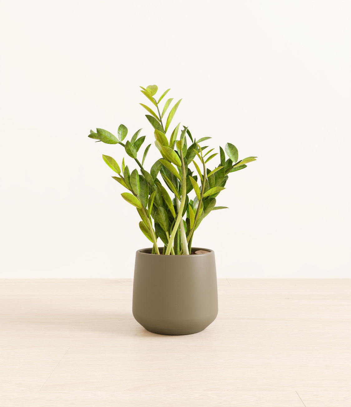 ZZ_plant_amber_army_green_1.jpg