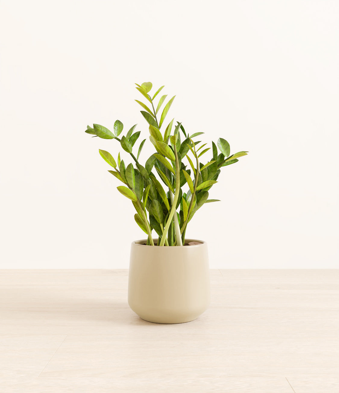 ZZ_plant_amber_beige_1.jpg