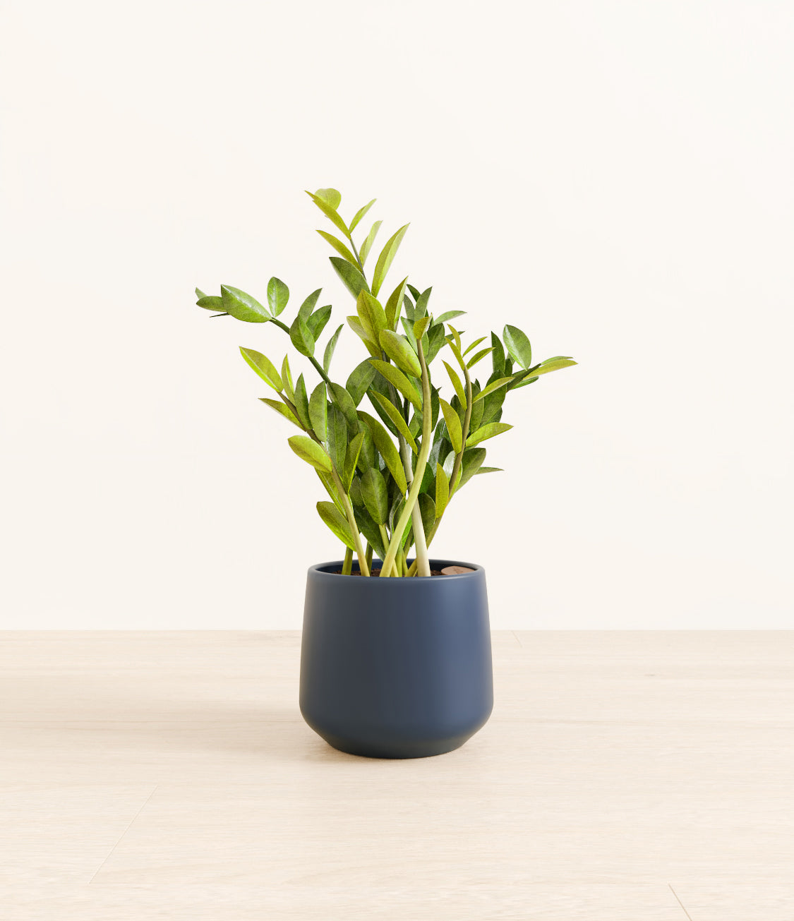 ZZ_plant_amber_blue_1.jpg