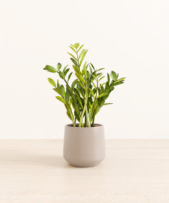 ZZ Plant - Medium Amber