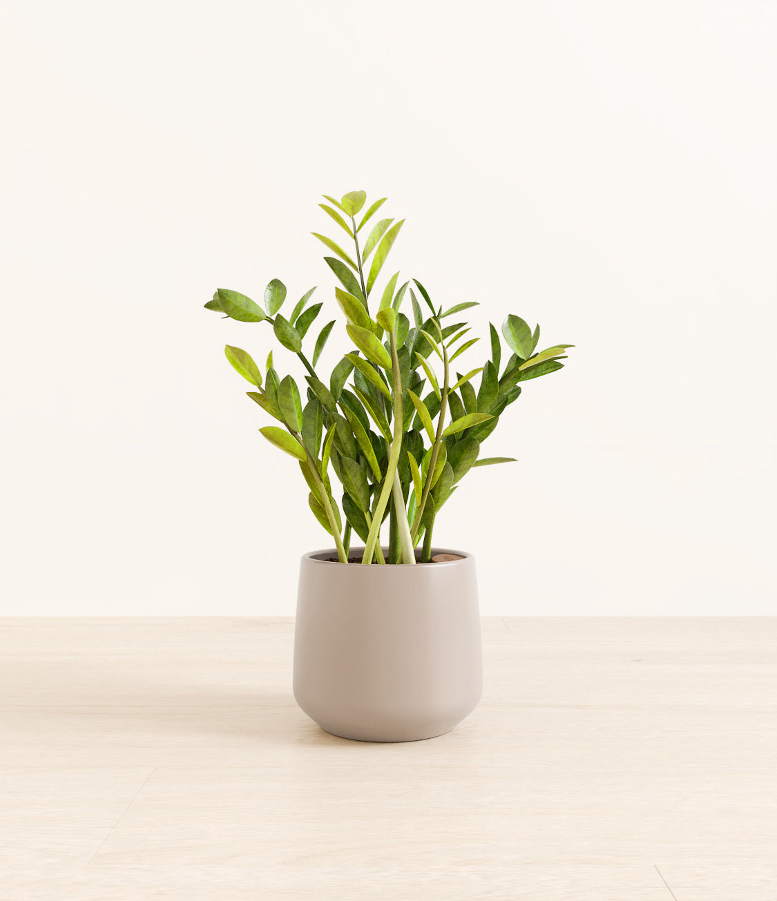 ZZ_plant_amber_light_grey_1.jpg