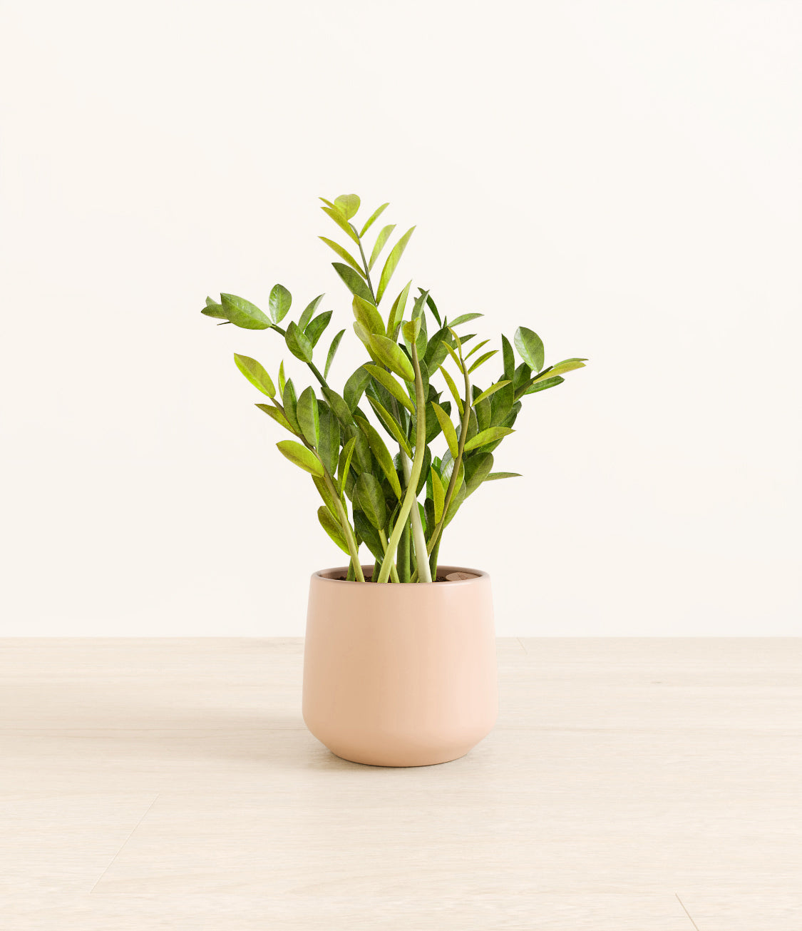 ZZ_plant_amber_light_pink_1.jpg