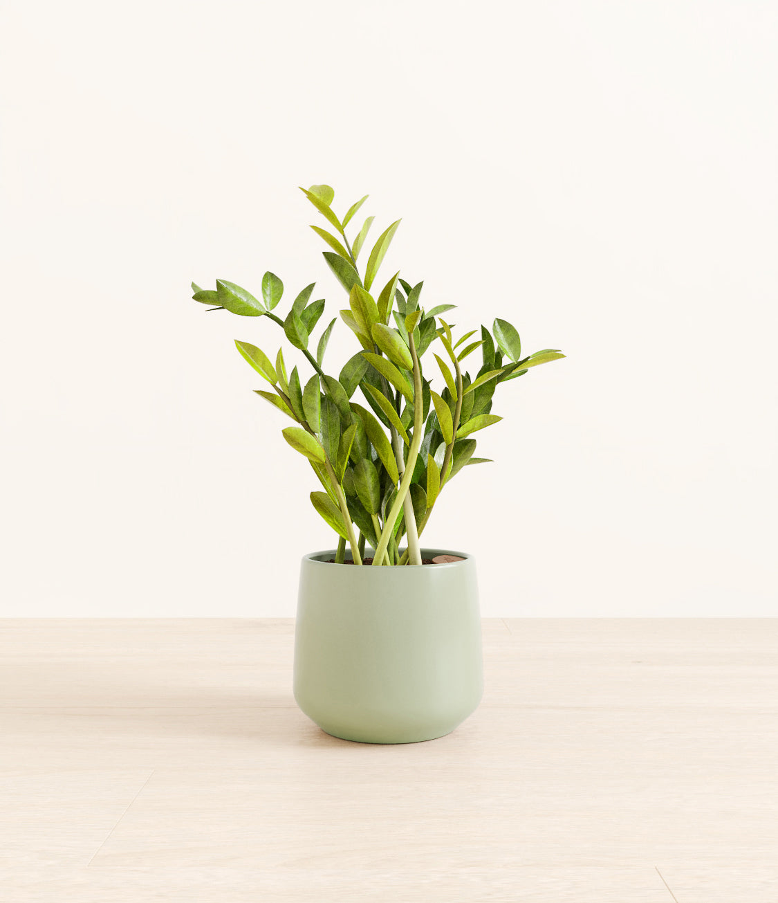 ZZ_plant_amber_ocean_light_1.jpg