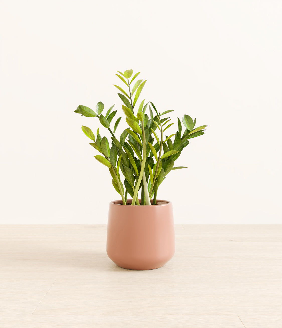 ZZ_plant_amber_old_rose_1.jpg