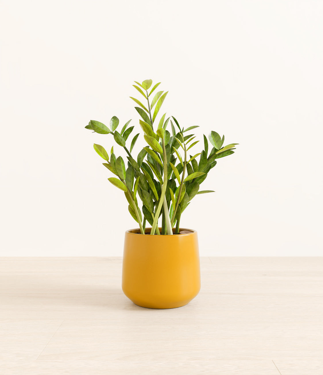 ZZ_plant_amber_yellow.jpg