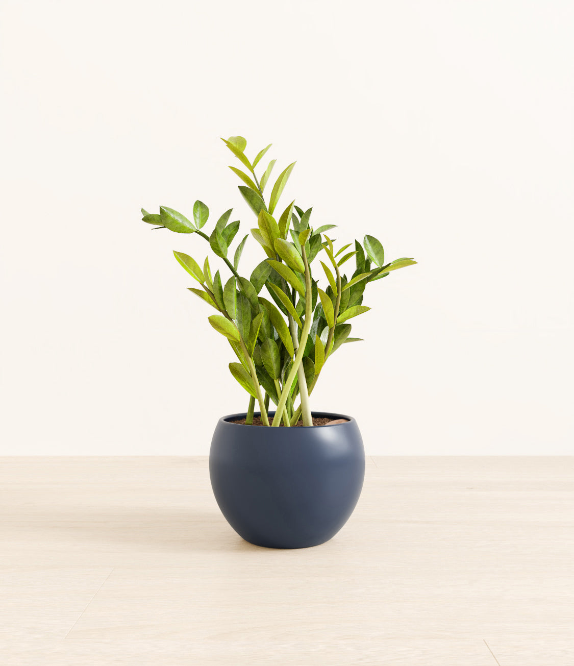 ZZ_plant_monet_blue.jpg