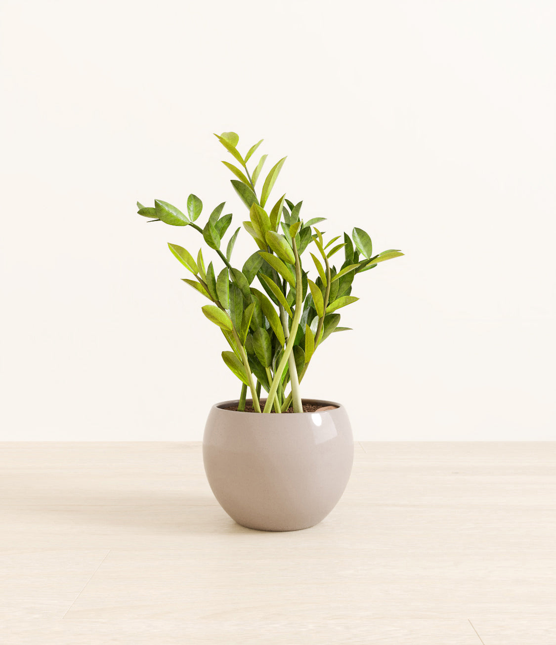 ZZ_plant_monet_brown.jpg