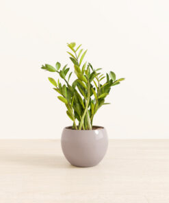 ZZ Plant - Medium Monet