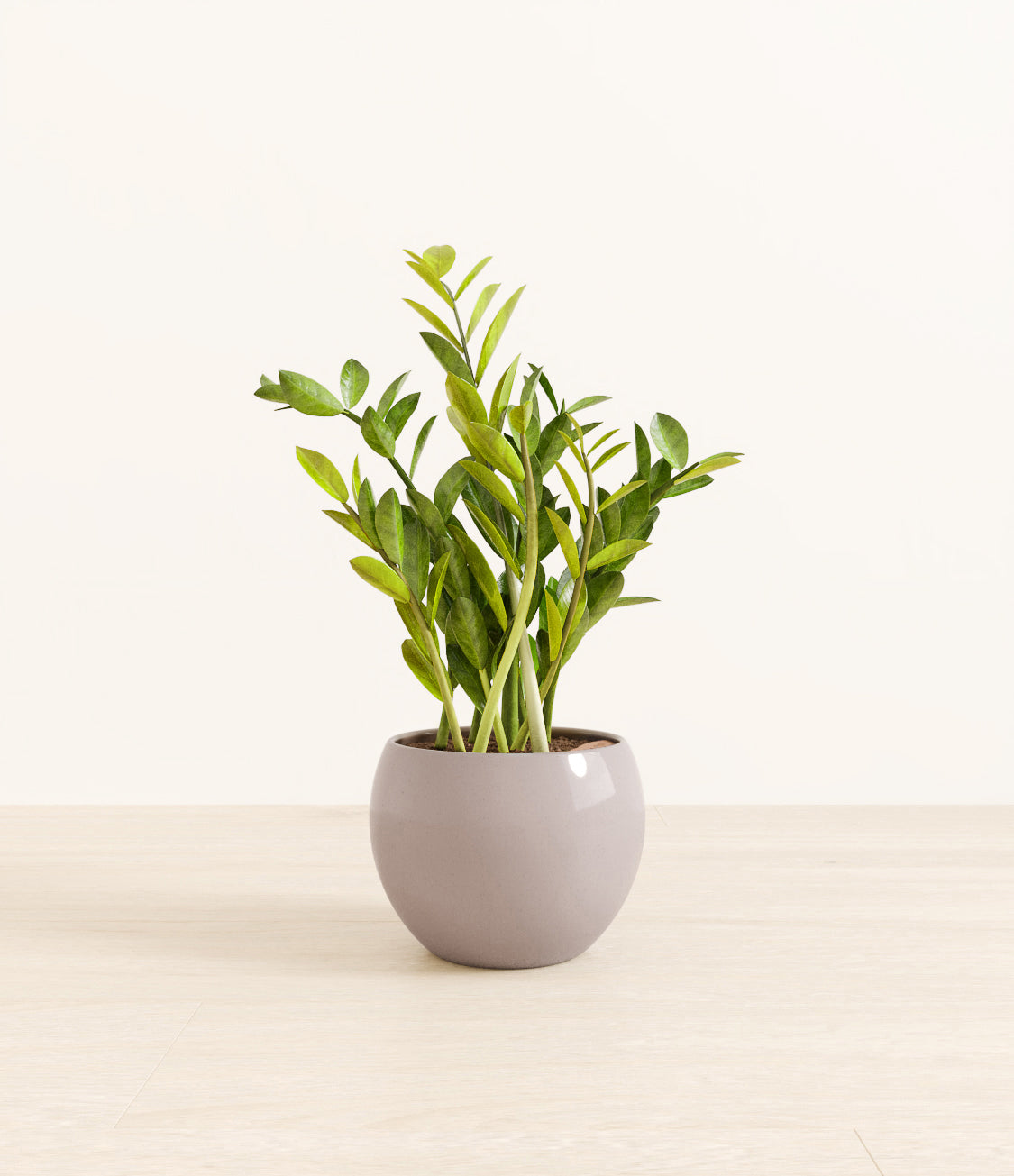 ZZ_plant_monet_cloudy_grey.jpg