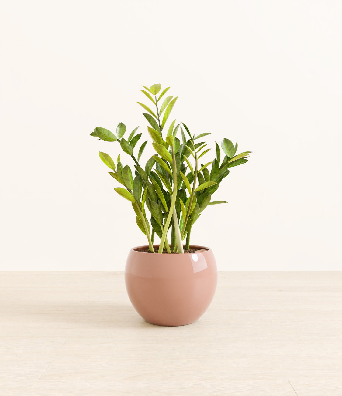 ZZ_plant_monet_old_rose.jpg