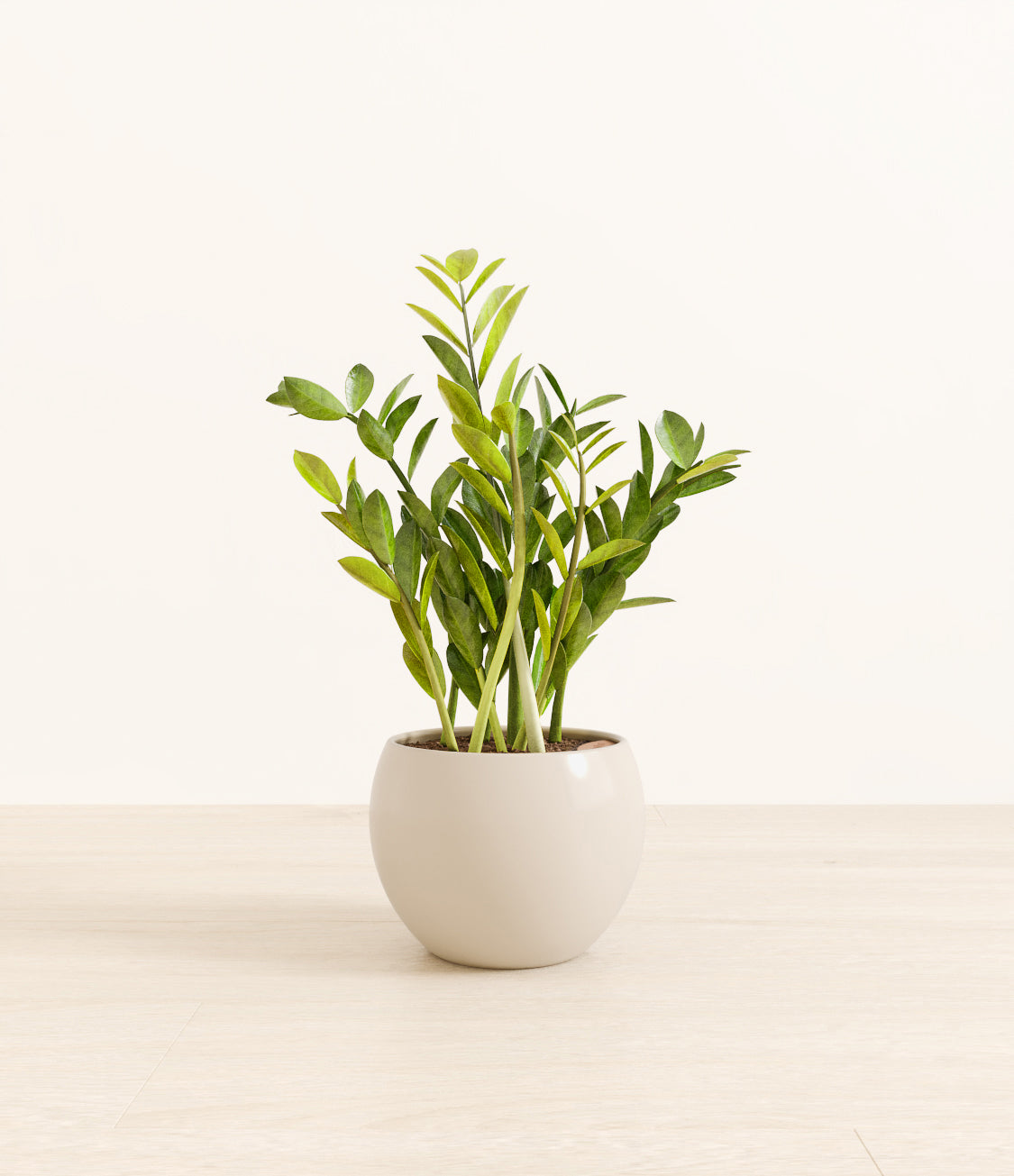 ZZ_plant_monet_white_cream.jpg