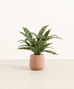 Chinese Evergreen - Small Amber
