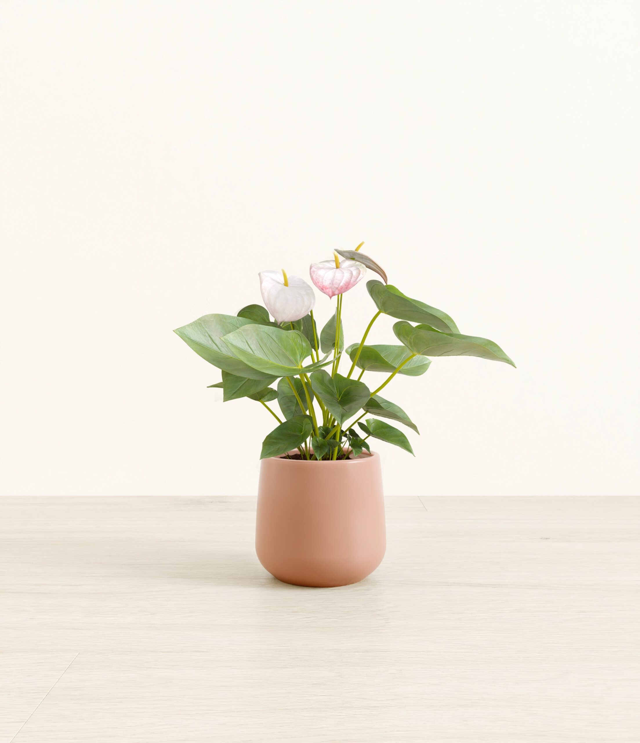 anthurium_small_amber_calm_rose_55375e76-510f-43cc-af0d-367c15ddc3ec.jpg