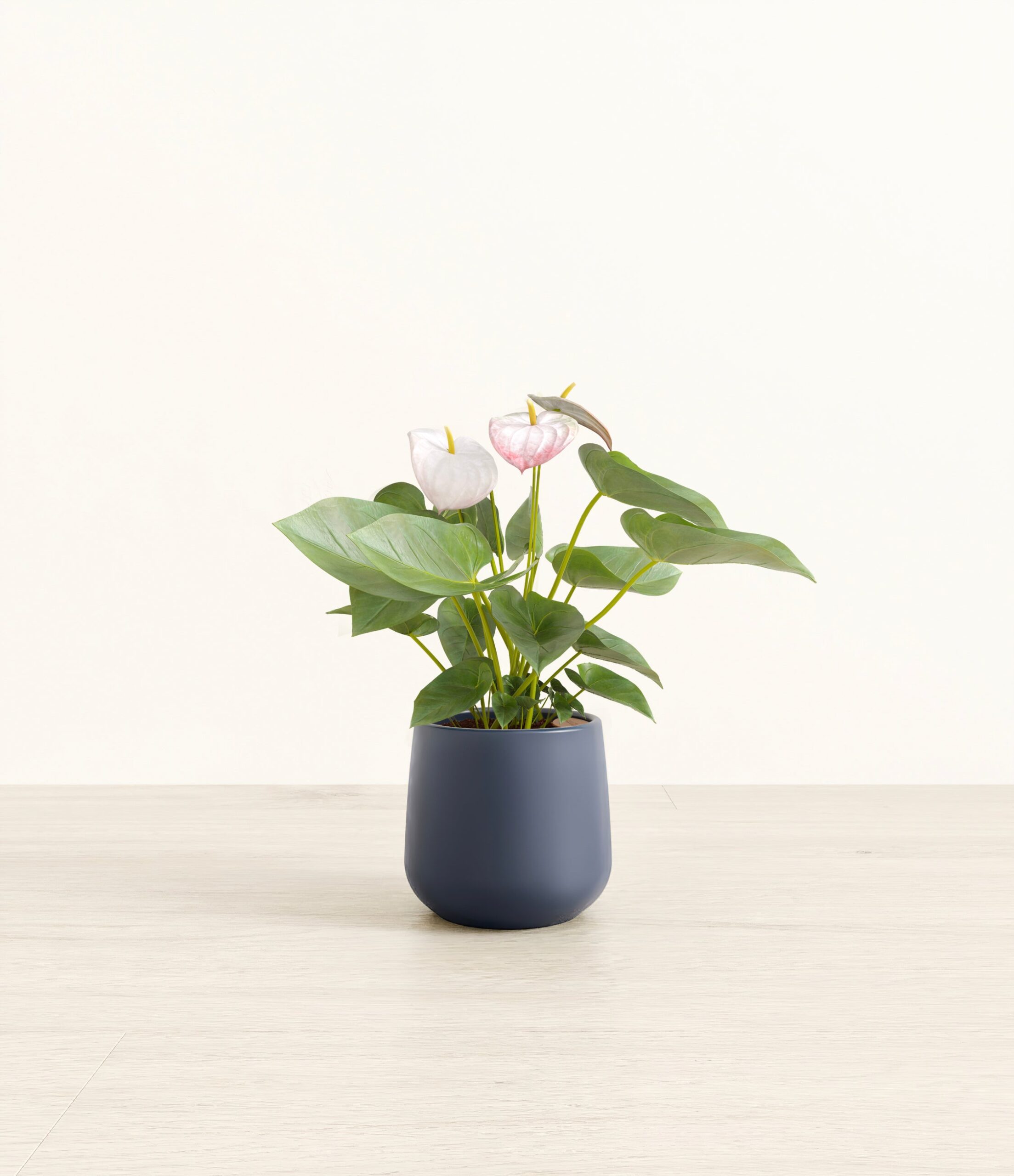 anthurium_small_amber_deep_navy_ee38bbb0-15eb-4a28-9433-9cfc3c7829af.jpg