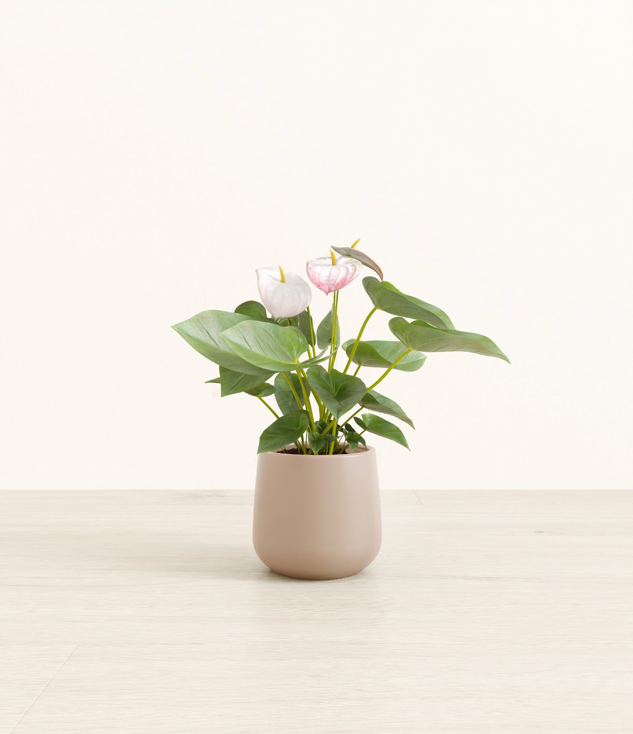 anthurium_small_amber_eternal_gray_0b0f8242-184d-4ad0-b18e-58ecb5f6b7a2.jpg