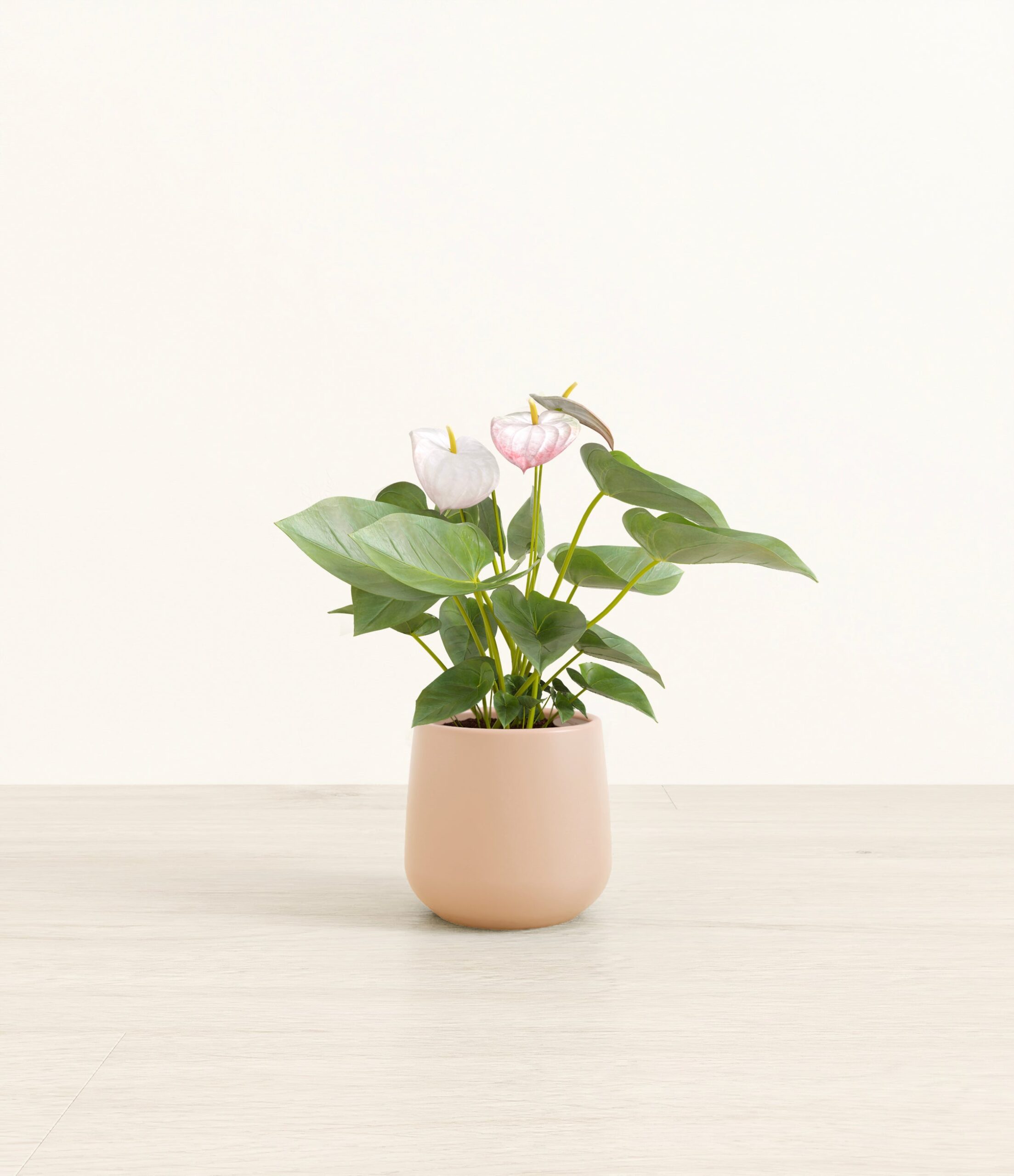 anthurium_small_amber_gentle_pink_36a4fd70-a011-4d9d-b954-57fce41ac43d.jpg