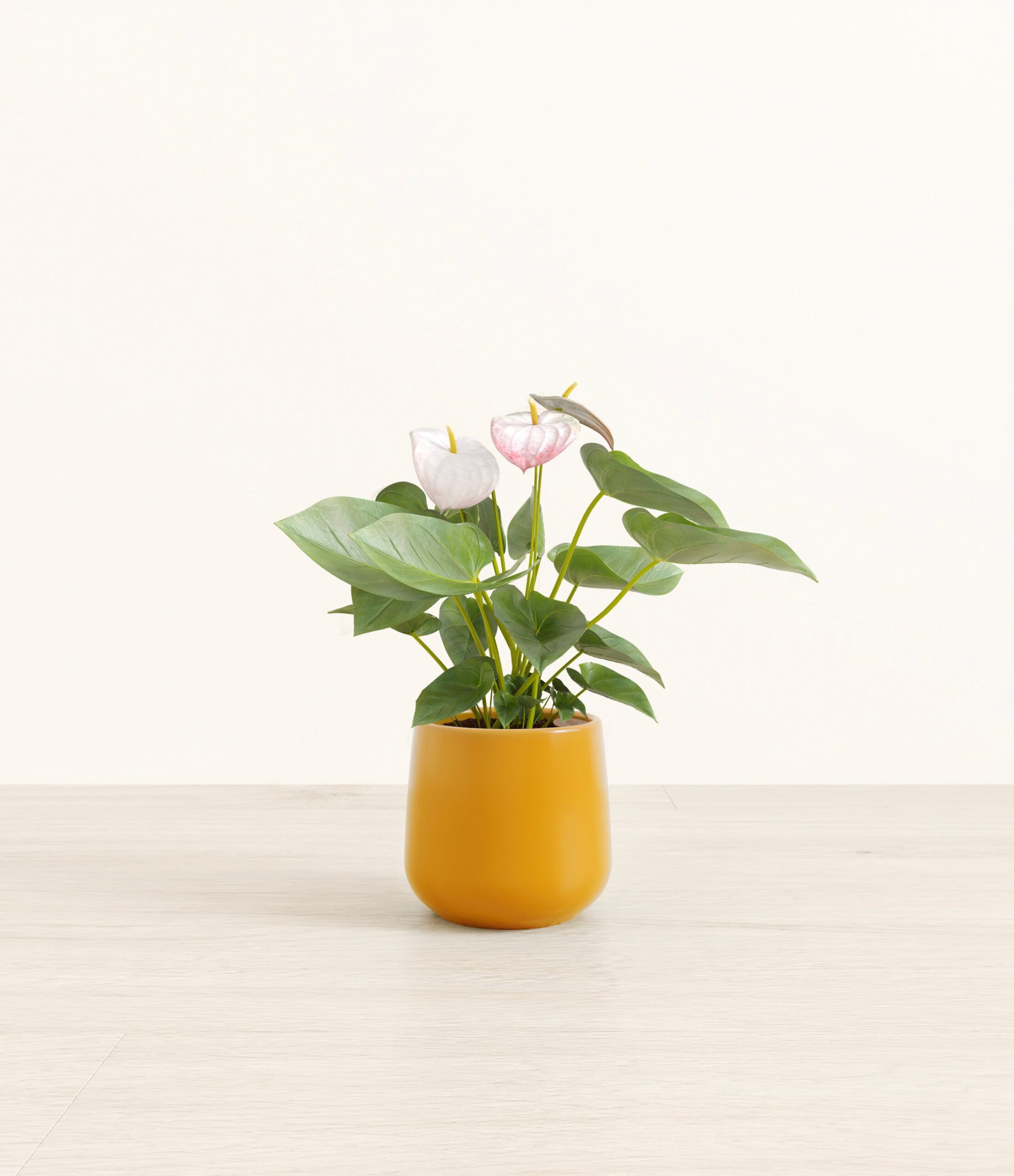 anthurium_small_amber_mustard_bfc2a3d6-80de-47b1-a563-cc35ec90639e.jpg