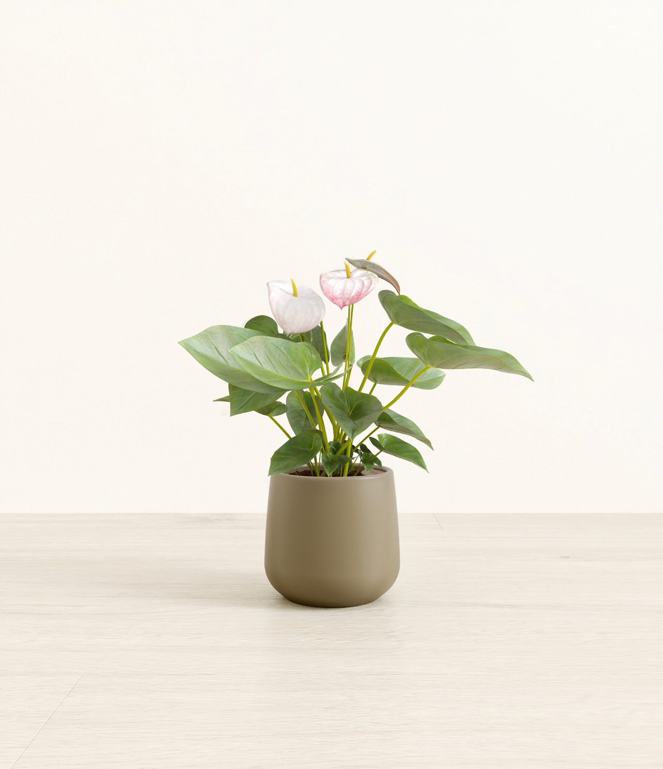 anthurium_small_amber_olive_8a2809f0-de4f-46ba-8fc3-562bfaffa914.jpg