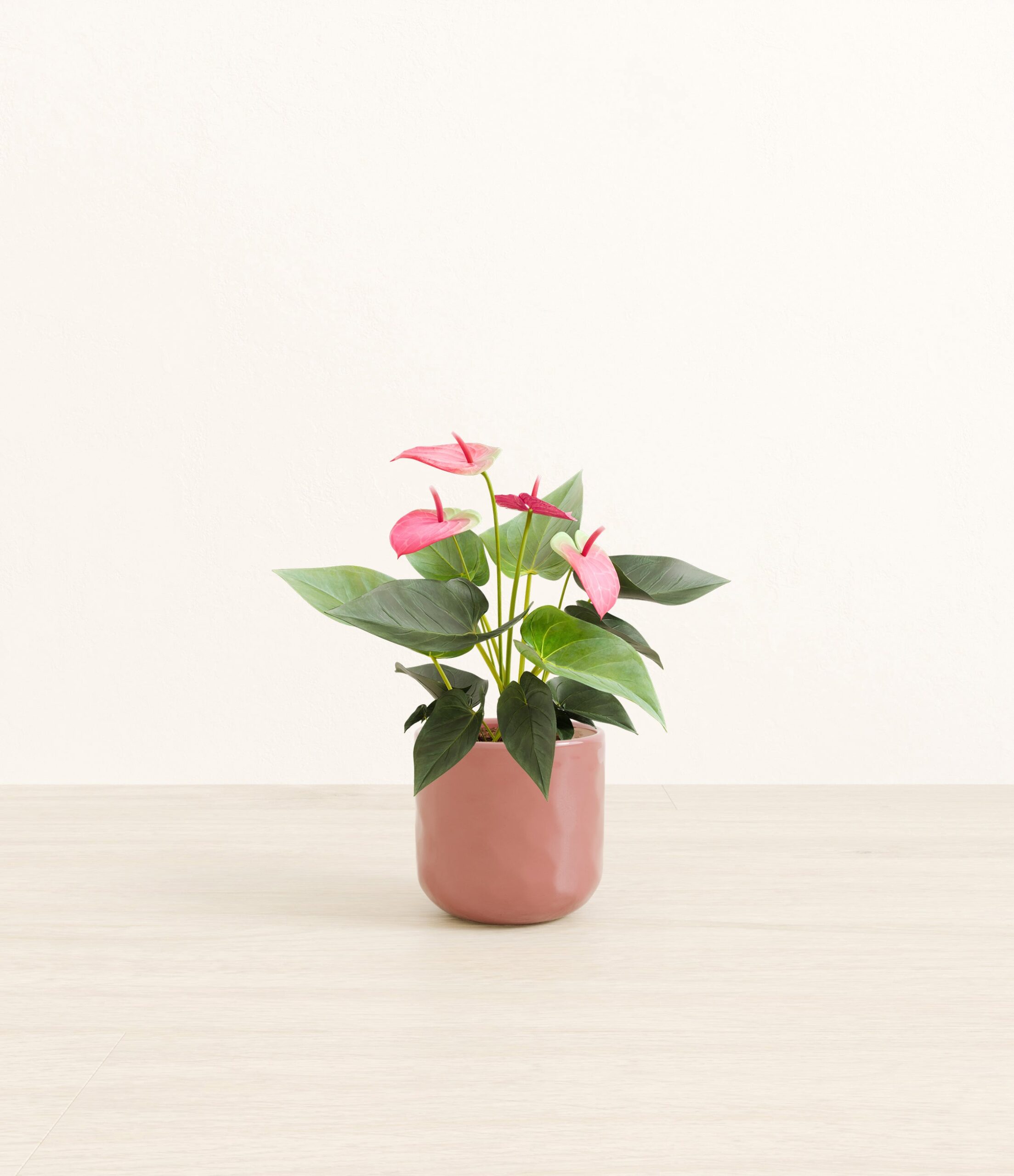 anthurium_sweet_dream_pink_hammered.jpg