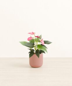 Anthurium Sweet Dream - Small Small Yoko