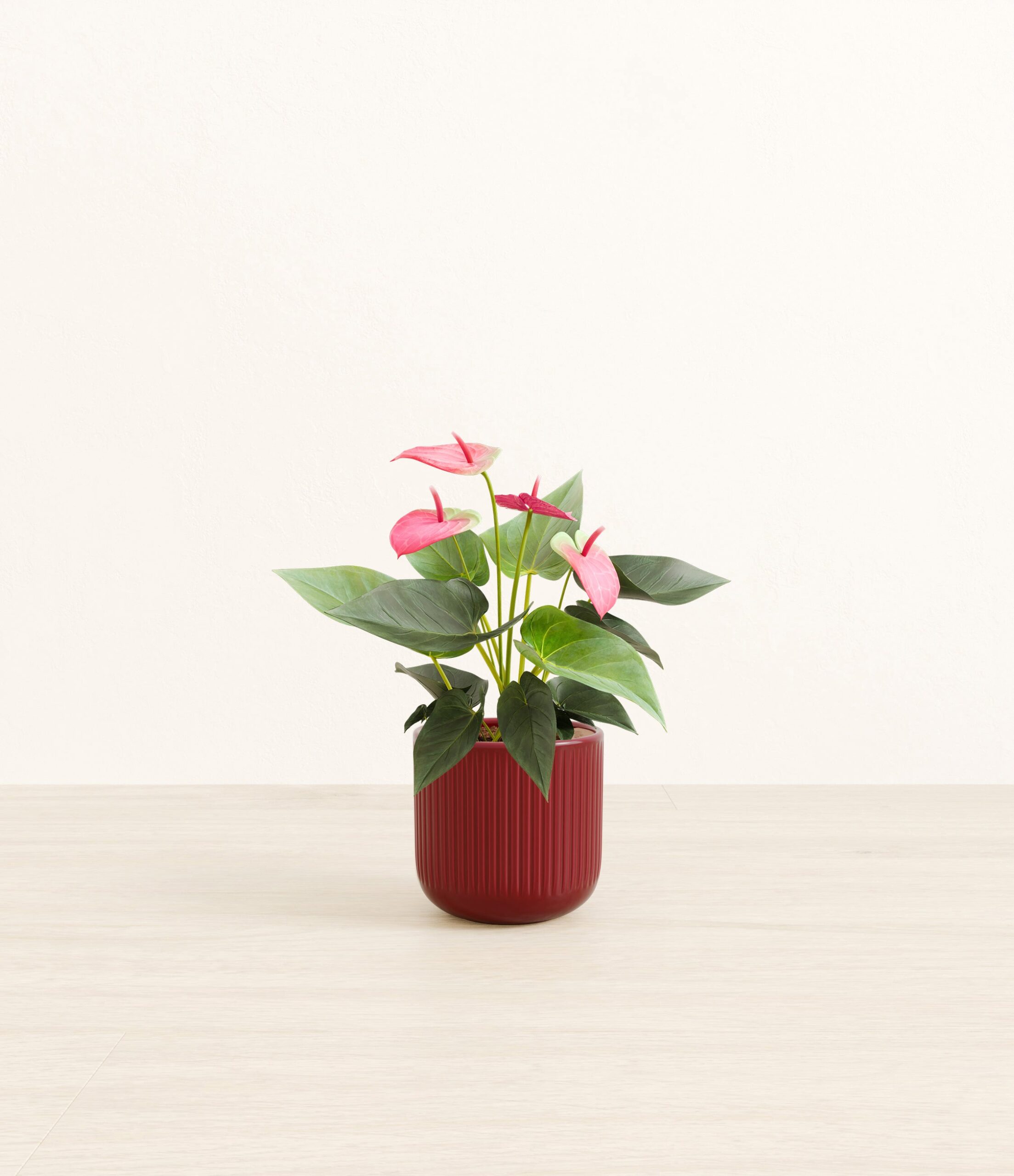 anthurium_sweet_dream_red_striped.jpg