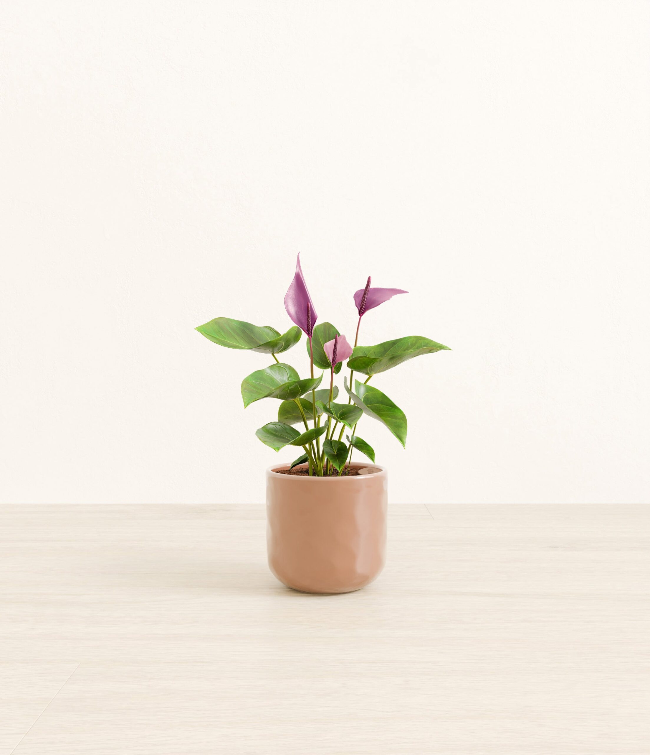 anthurium_zizou_peach_pink_hammered.jpg