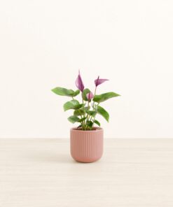 Anthurium Zizou - Small Small Yoko