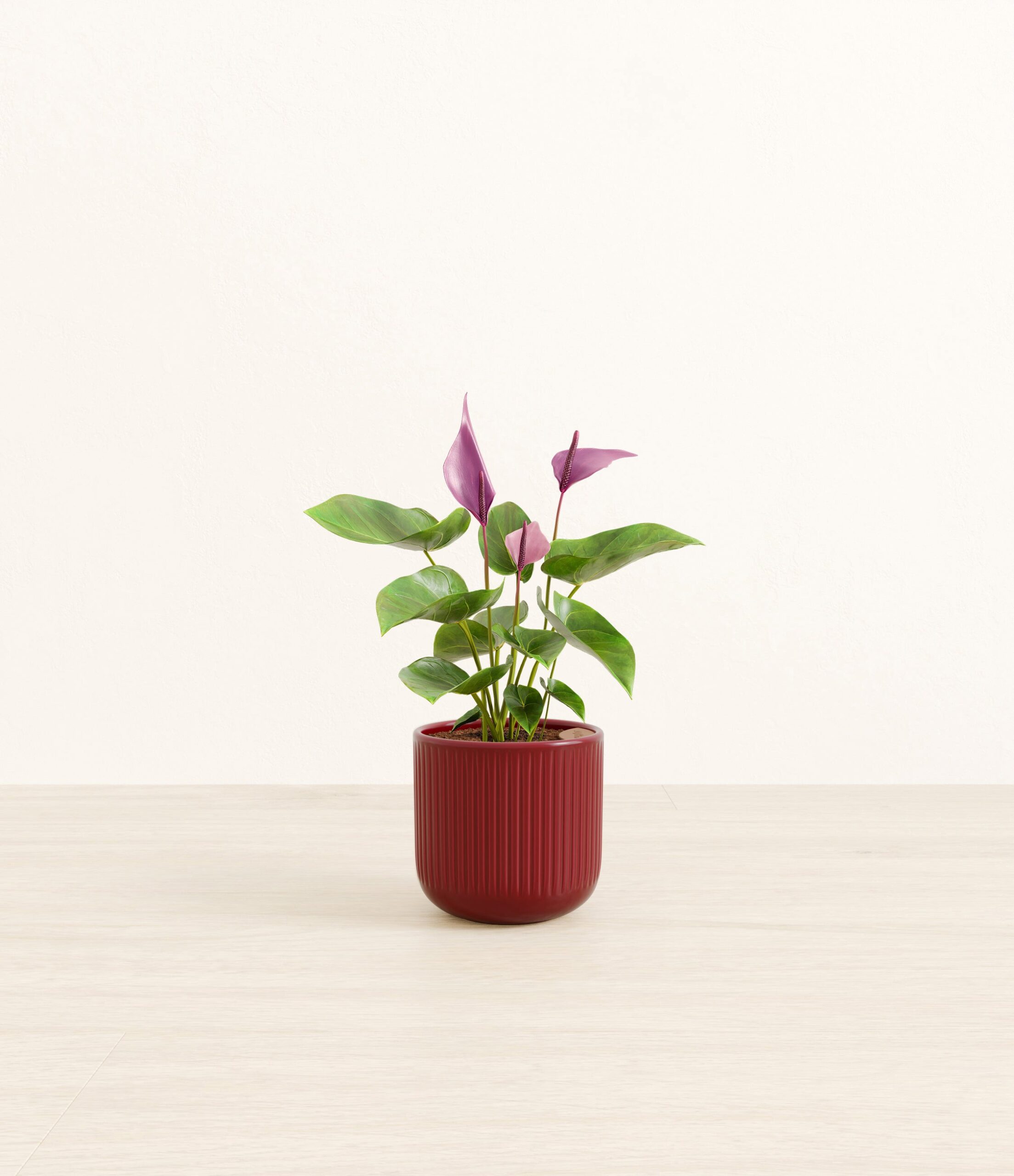 anthurium_zizou_red_striped.jpg