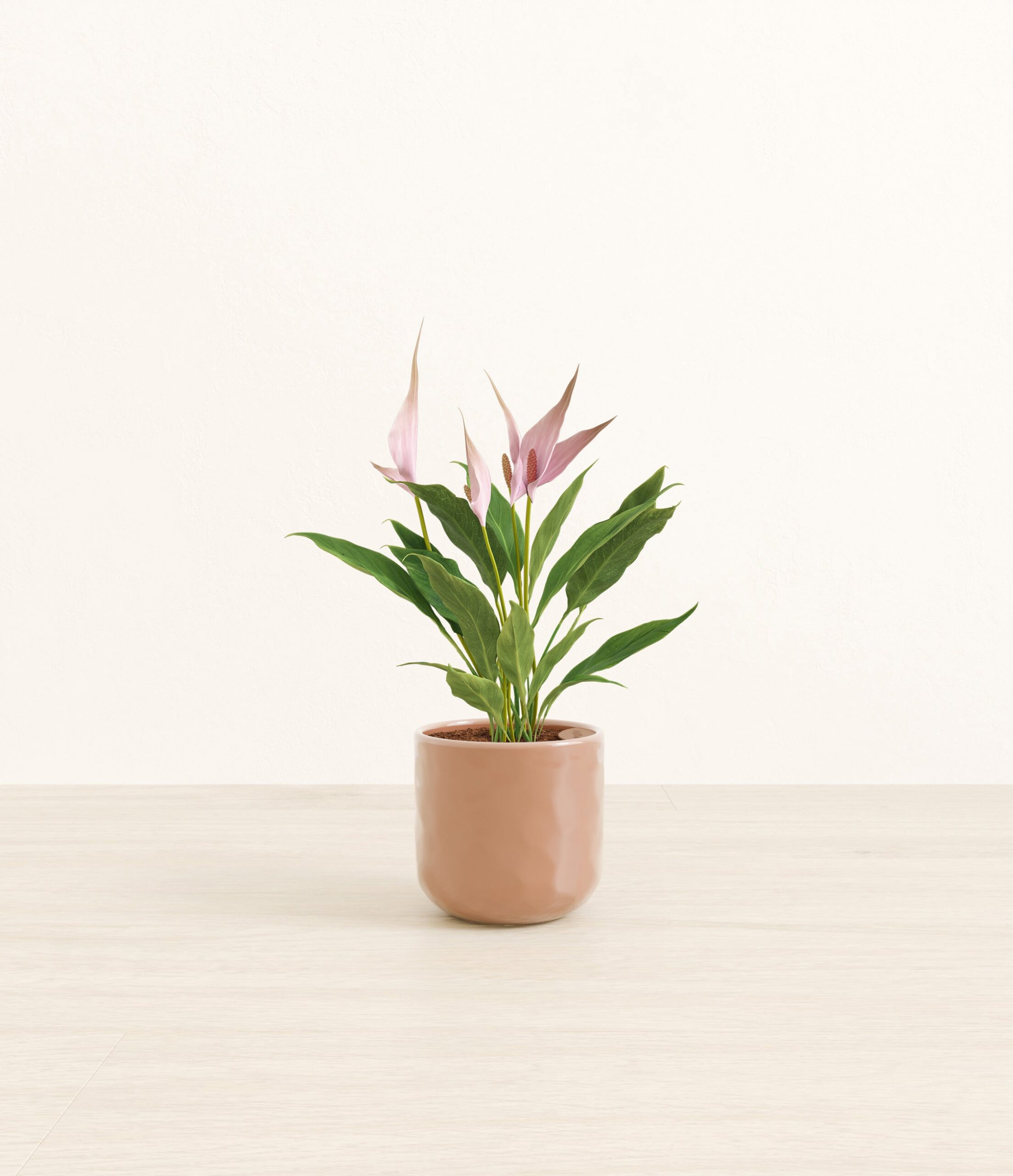 anthuriumlillipeach_pink_hammered_f878e358-658d-467d-b7e5-21a617a02ccc.jpg