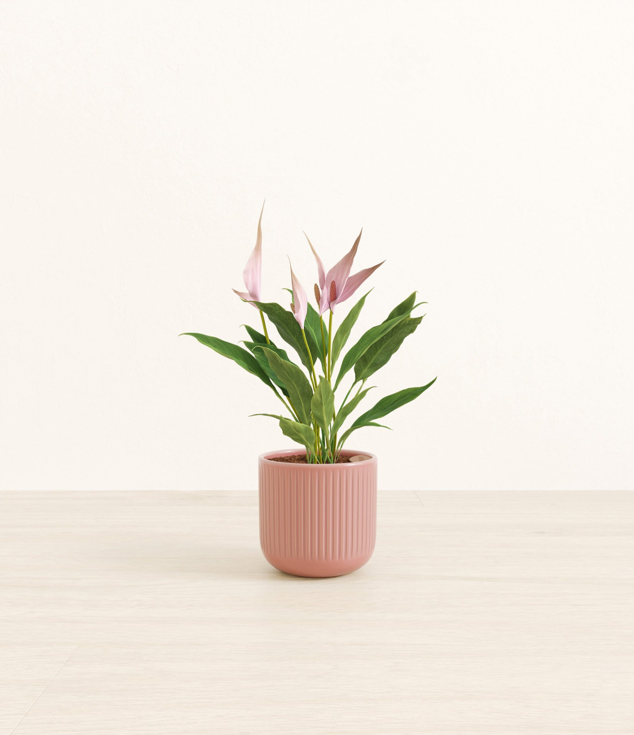 anthuriumlillipink_striped_ff9e1aca-c863-4e6f-bf0e-bce5db3879e5.jpg