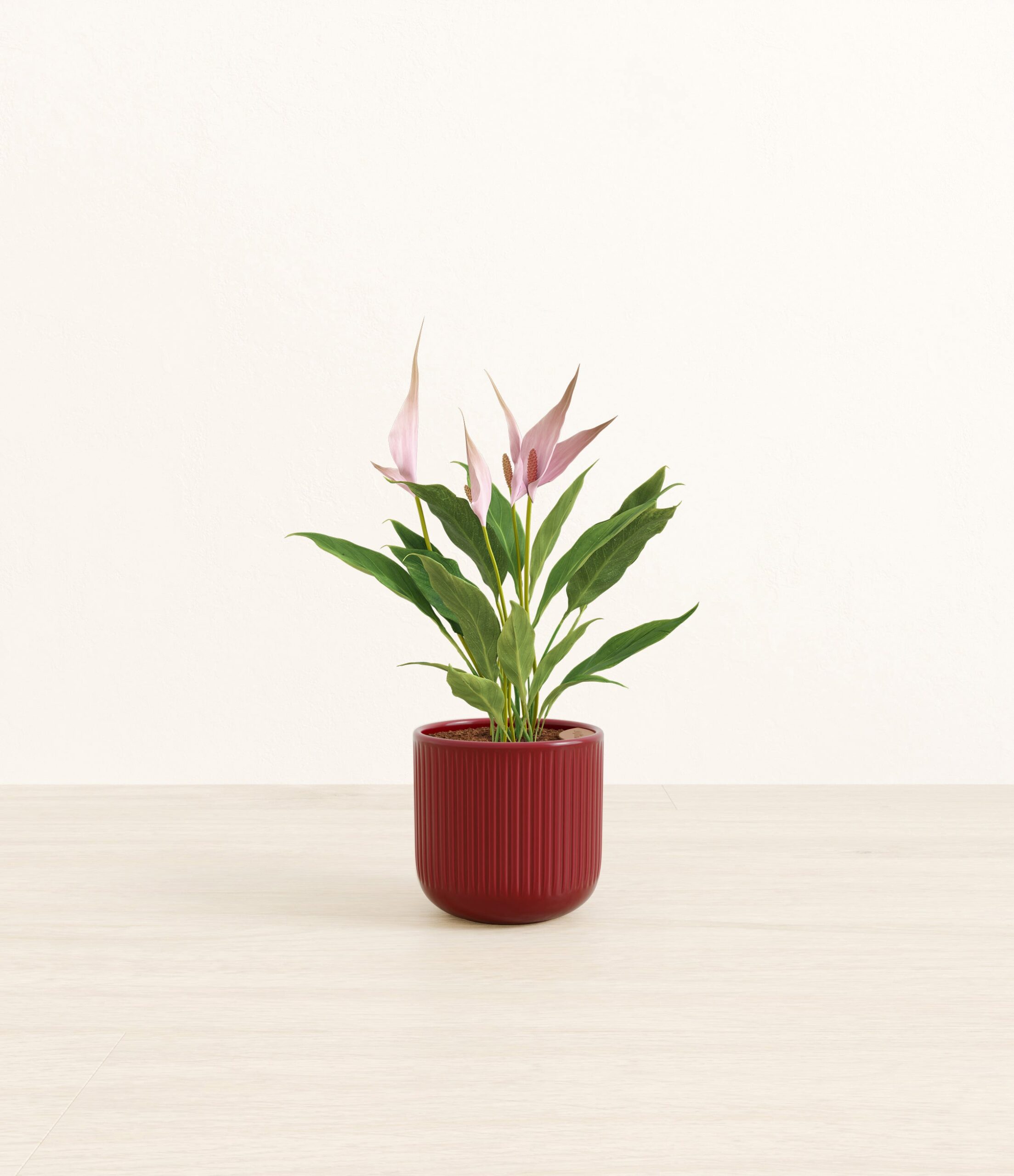 anthuriumlillired_striped_8f3db514-2023-4bb9-8992-1830189950ad.jpg