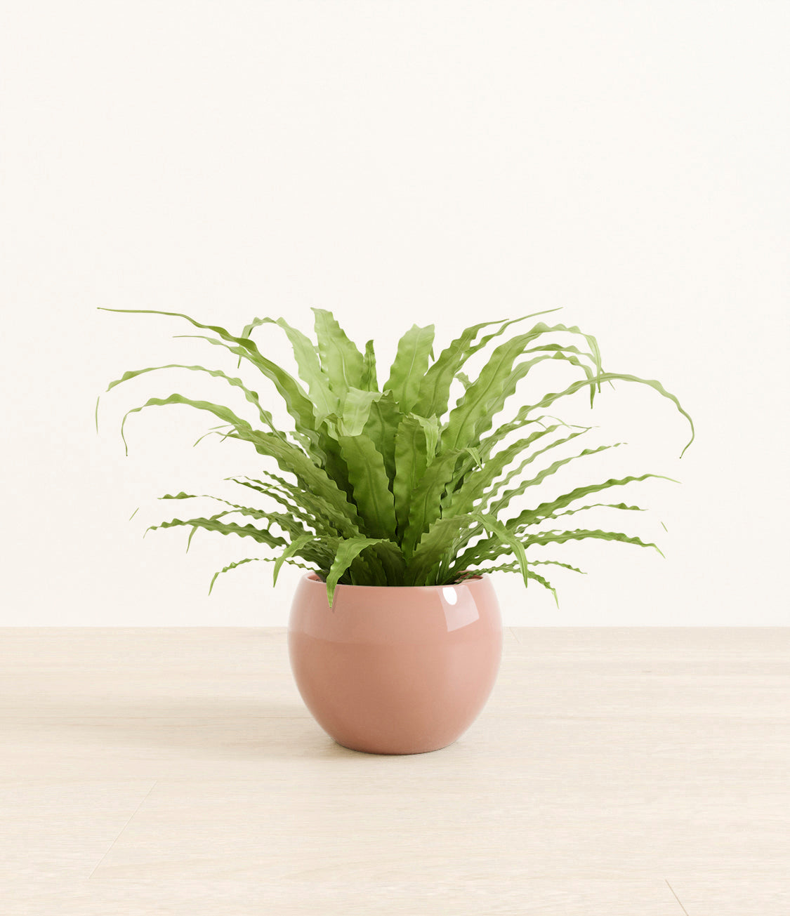 birds_nest_fern_monet_calm_rose.jpg