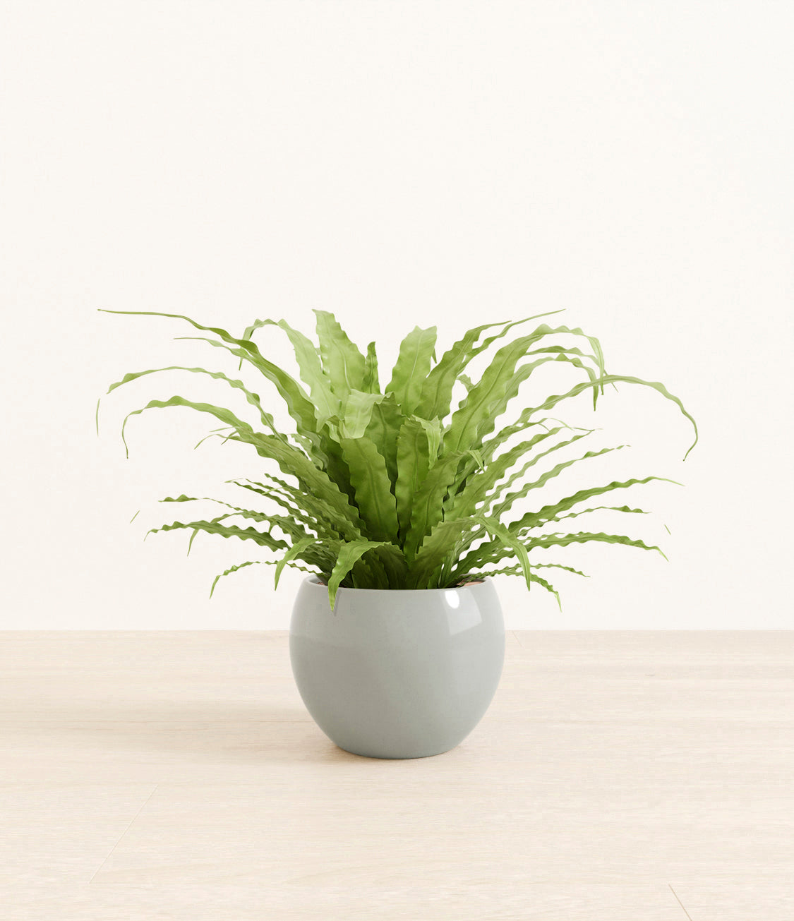birds_nest_fern_monet_deep_oceancopy.jpg