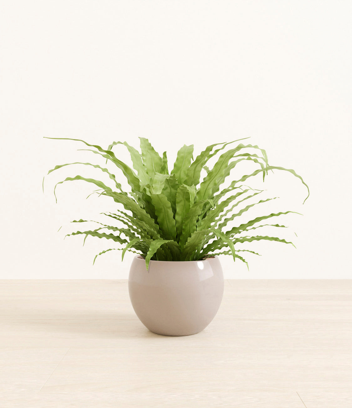 birds_nest_fern_monet_desert_browncopy.jpg