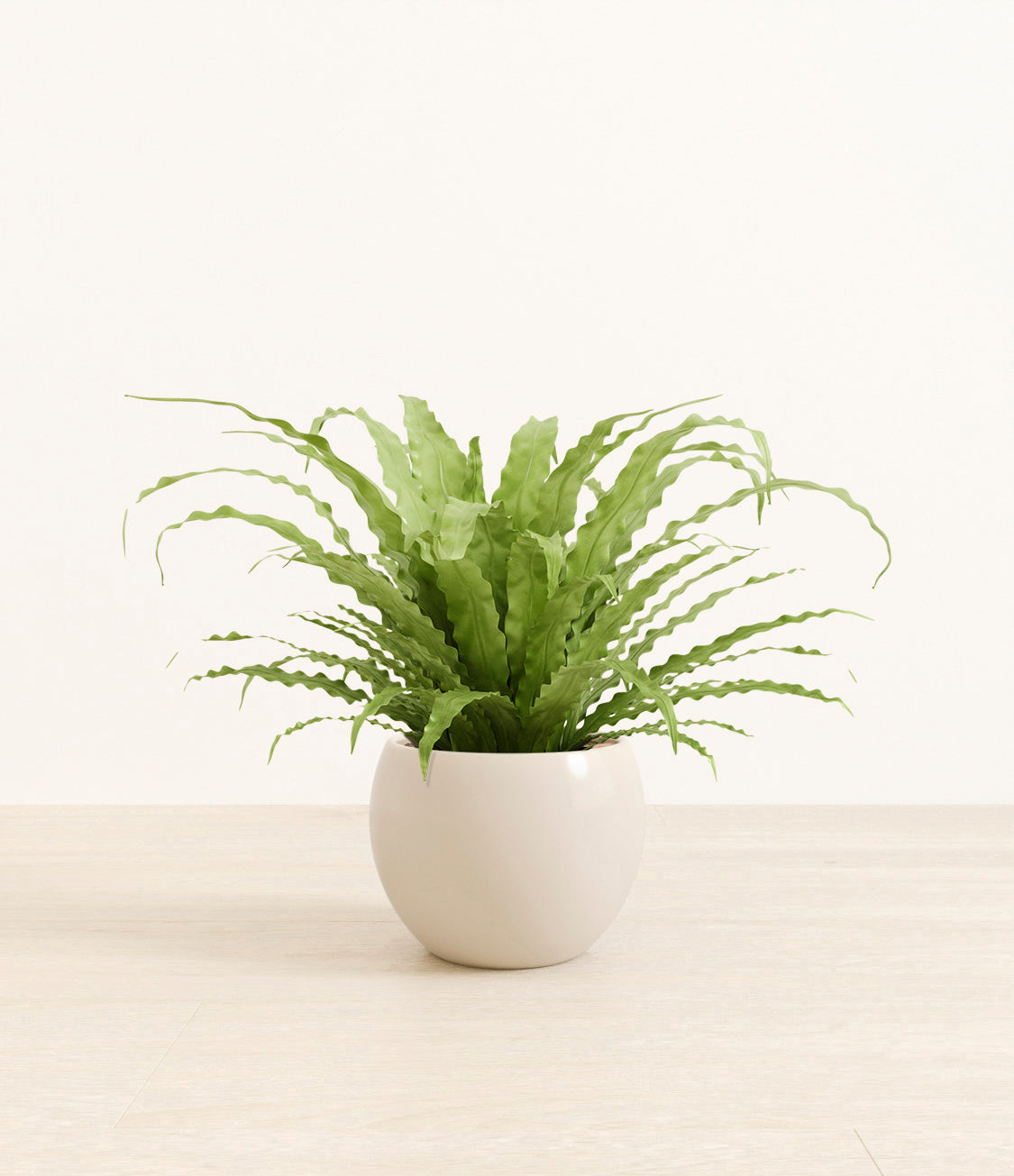 birds_nest_fern_monet_white_creamcopy.jpg