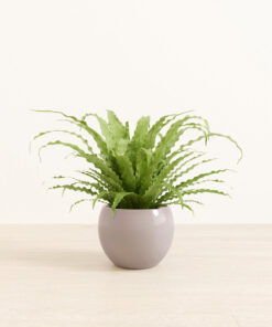 Birds' Nest Fern - Medium Monet