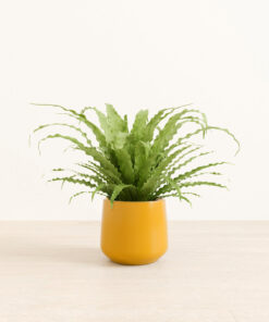 Birds' Nest Fern - Medium Amber