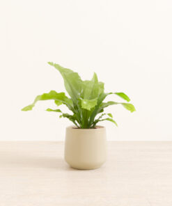 Birds' Nest Fern - Medium Amber