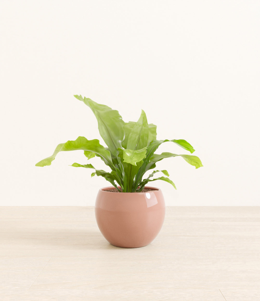 birds_nest_fern_studio_monet_calm_rose_ver2.jpg