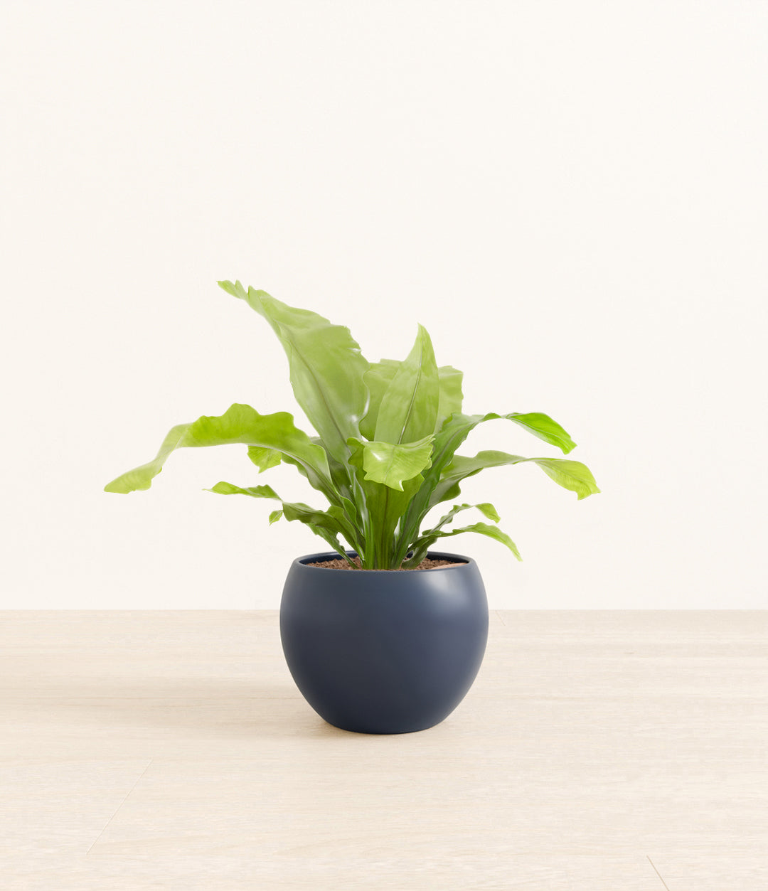 birds_nest_fern_studio_monet_deep_navy_ver2.jpg