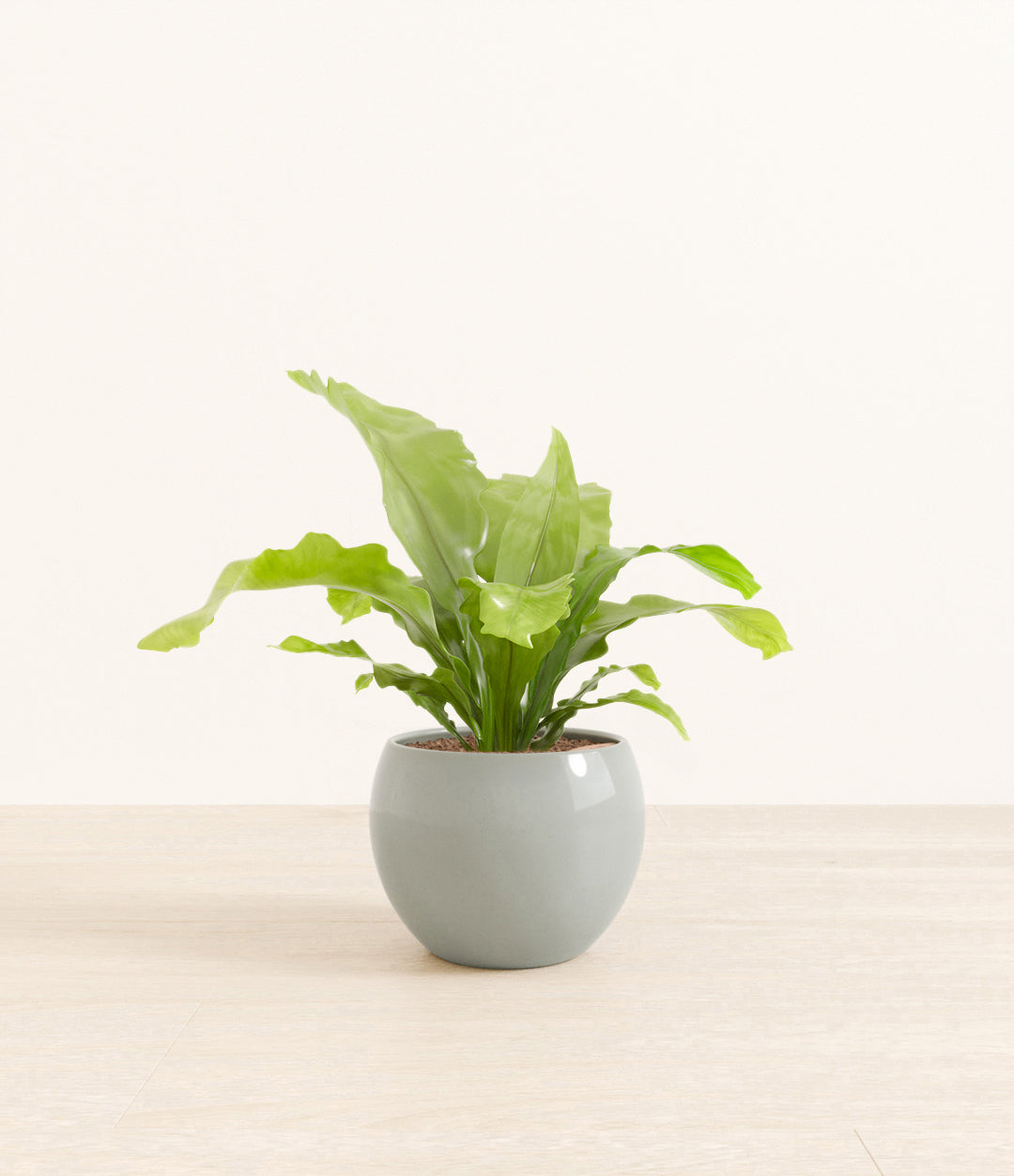 birds_nest_fern_studio_monet_deep_ocean_ver2.jpg