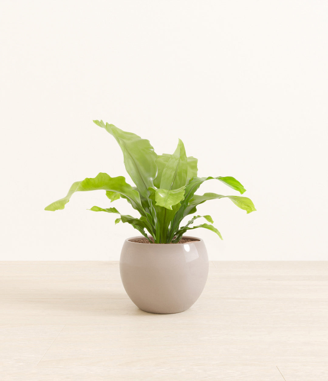 birds_nest_fern_studio_monet_desert_brown_ver2.jpg