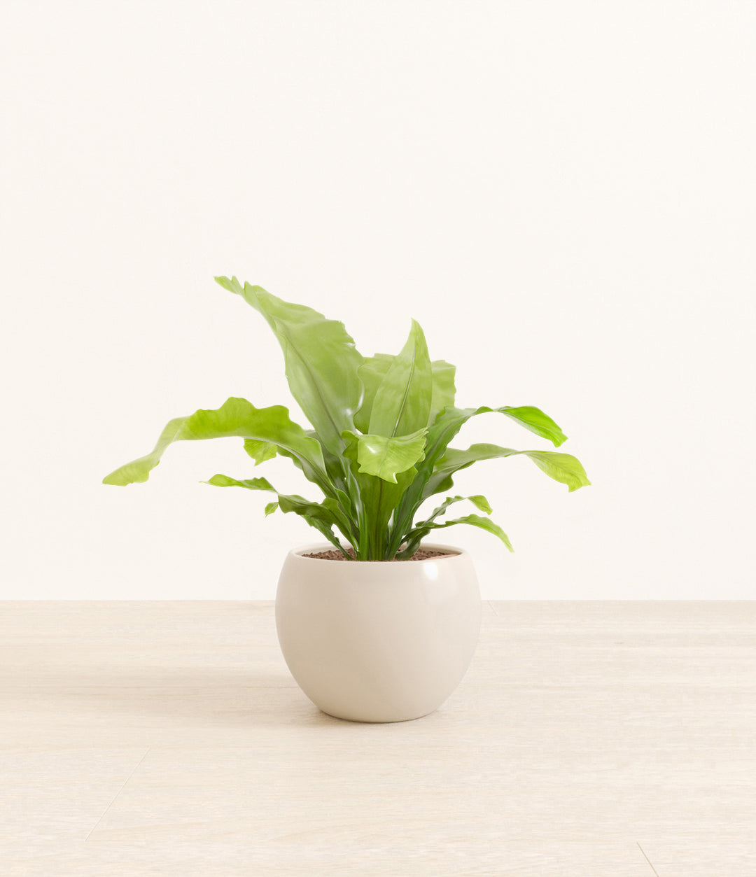 birds_nest_fern_studio_monet_shiny_eggwhite_ver2.jpg