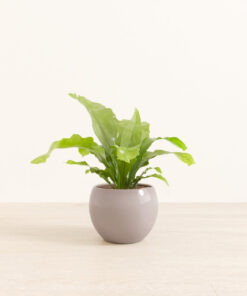Birds' Nest Fern - Medium Monet
