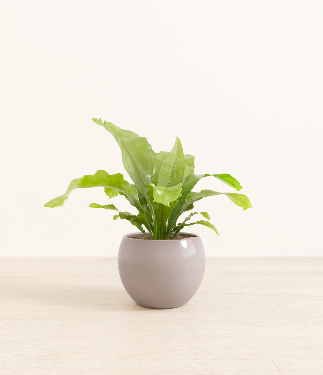 birds_nest_fern_studio_monet_winter_clousd_ver2.jpg